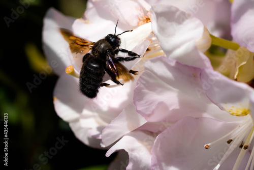 black carpenter bee foraging a rhododendron