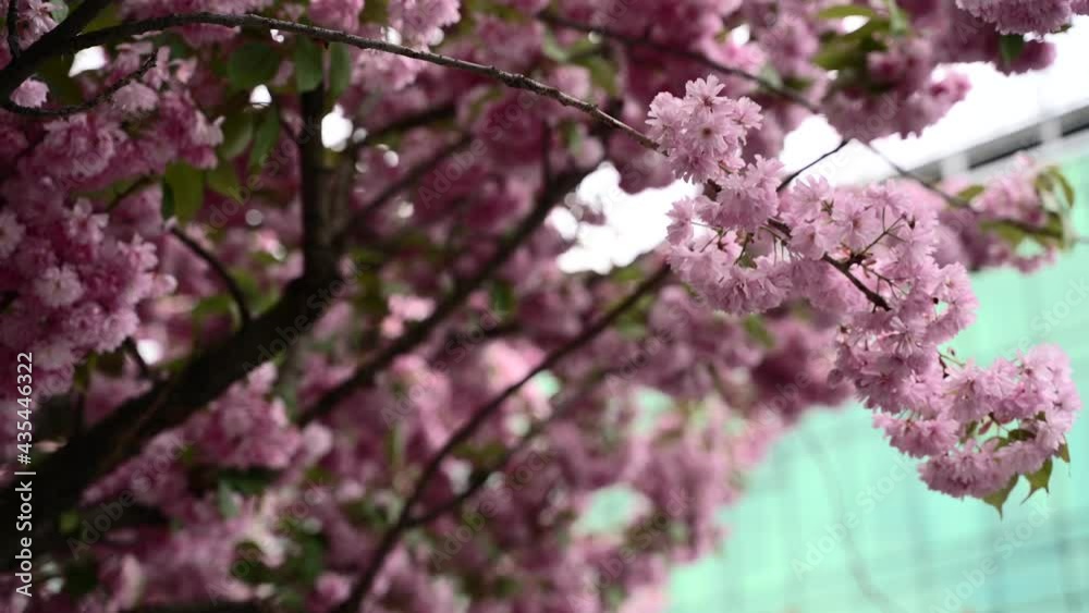 Close up view of cherry blossom Sakura flower with blurry office on a background Close up view of cherry blossom Sakura flower with blurry office on a background