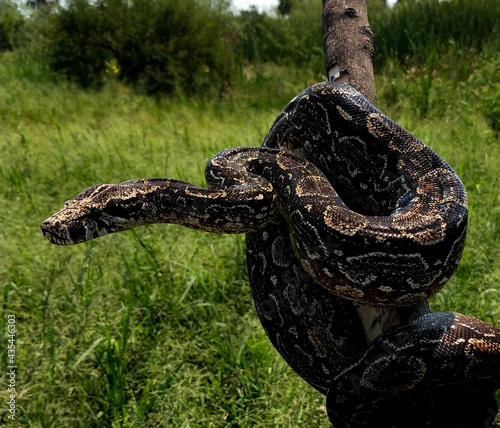 Argentinian Boa