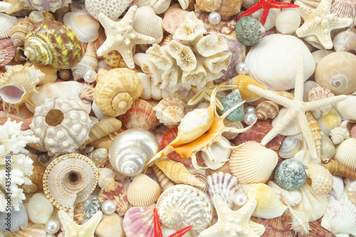 Seashells background, lots of amazing seashells and starfishes mixed
