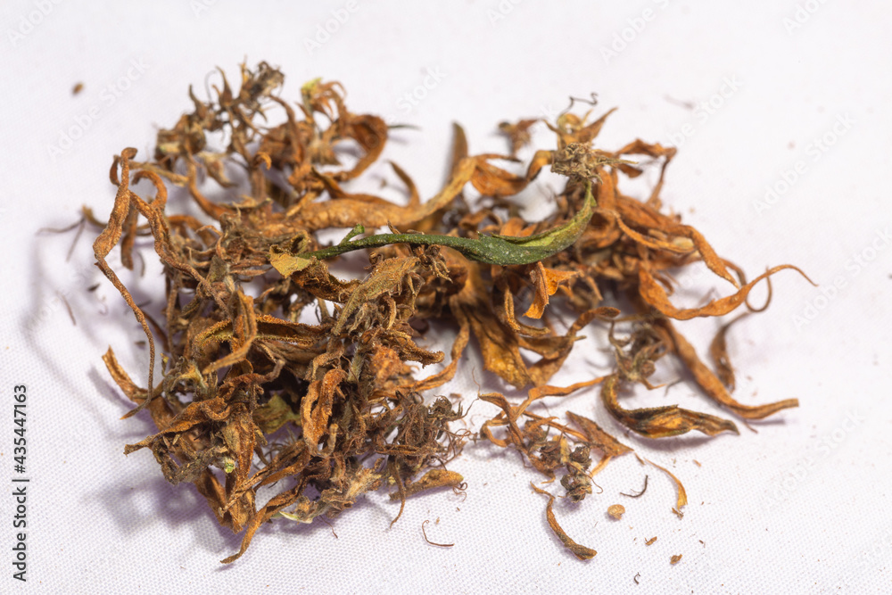 Obraz premium Dry marijuana flowers to extract CBD..Cannabis flowers and seeds contain CBD when fully grown..stock footage in herb medical concept.