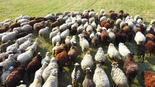 flock of sheep grazing on spring green field, top view. herd of sheep on beautiful mountain meadow. sheep farming, livestock, agriculture. domestic sheep