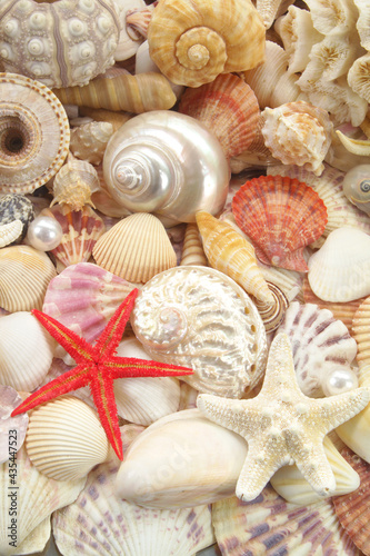 Lots of amazing seashells and starfishes mixed	