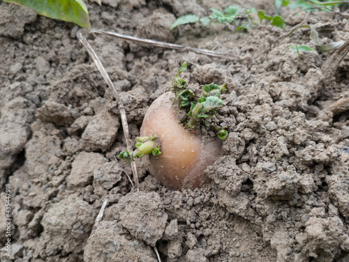Close up of potato with germ in soil, homegrown vegetable in garden