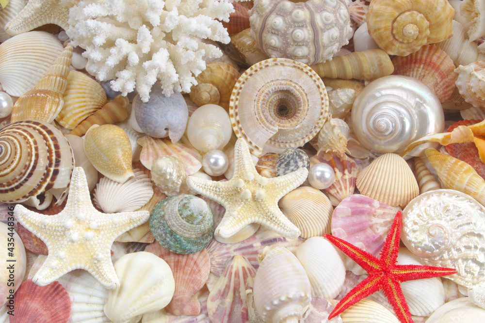 Seashell background, lots of seashells with starfishes	