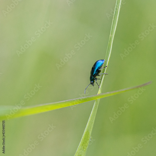 Blue leaf beetle on grass