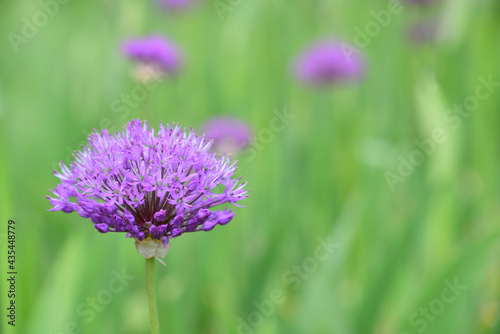 A lilac flower from the ornamental onion grows against a green background in front of other flowers in spring