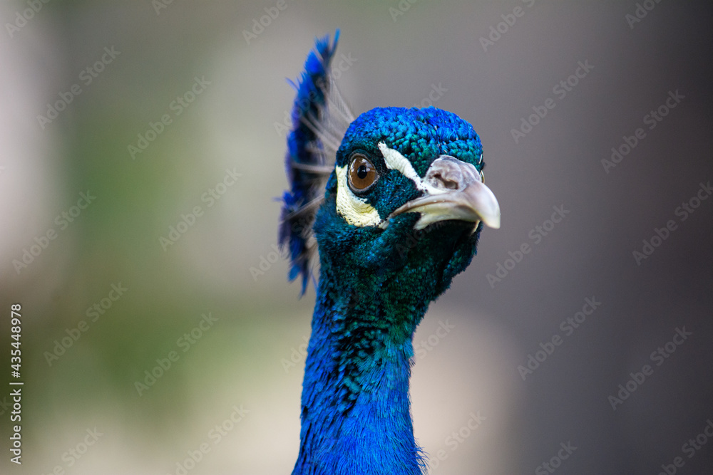 Naklejka premium Peacock looking at the camera