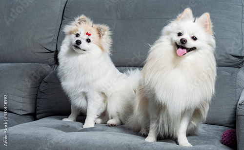 Two white German Spitz Pomeranian lying down on a grey couch