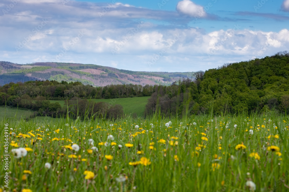 dandelion meadow, hills in the background