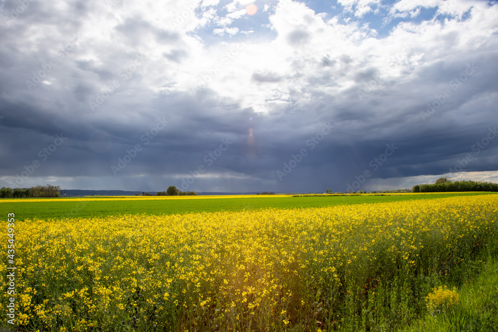 Brassica napus, rain cloud over a rapeseed field, landscape