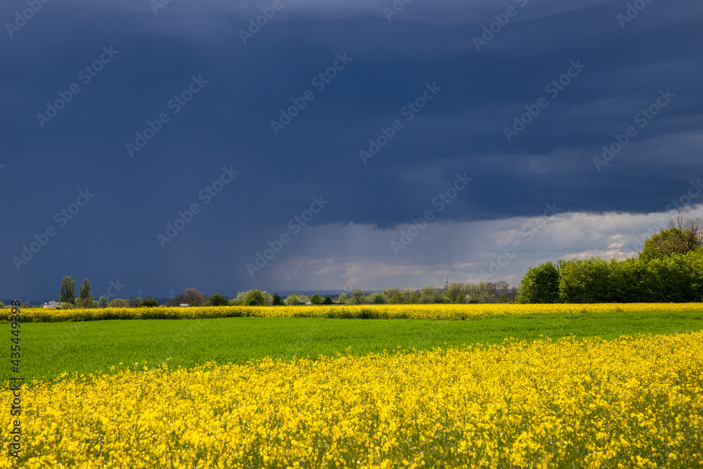 Brassica napus, rain cloud over a rapeseed field, landscape