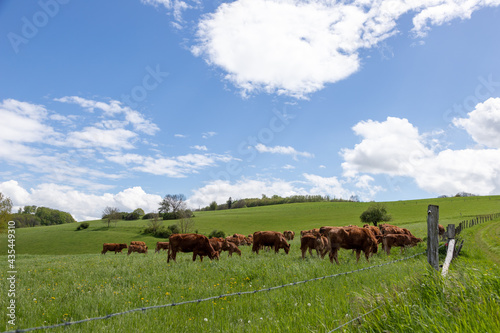 Fototapeta Naklejka Na Ścianę i Meble -  grazing in a pasture, cloudy blue sky