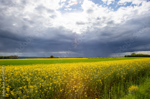 Brassica napus  rain cloud over a rapeseed field  landscape