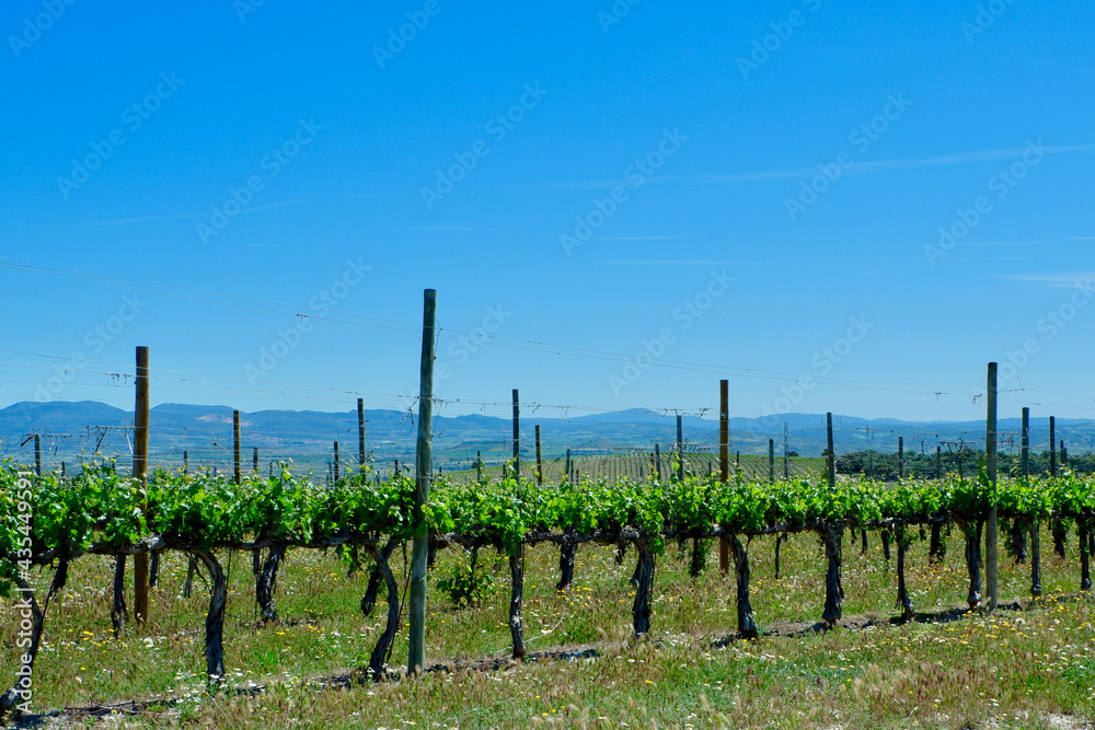 Lines of young vibrant vines in Somontano wine region, Aragon, Spain