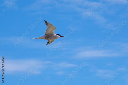 white tern flies close above the water in search of prey