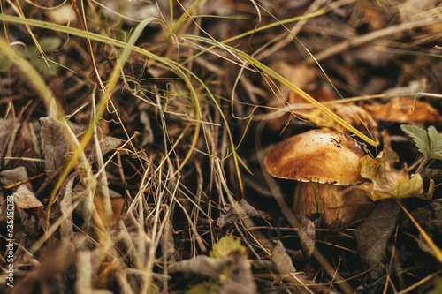 Beautiful edible mushroom boletus with brown cap in autumn woodland, soft focus. Boletus edulis. Porcini mushroom growing in fall woods. Tasty delicious fungi. Space for text