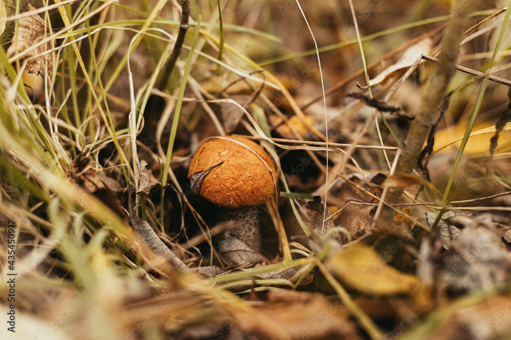 Beautiful edible mushroom with orange cap in autumn grass in sunny woodland. Leccinum aurantiacum. Leccinum  mushroom growing in fall woods. Soft Focus