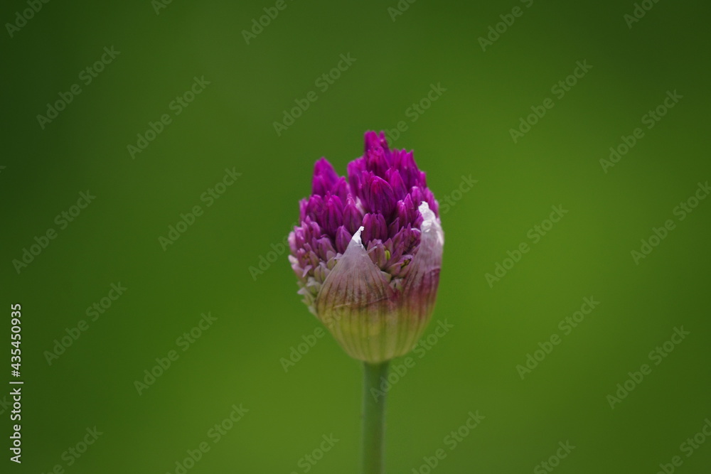 Alliumknospe Alliumknospe