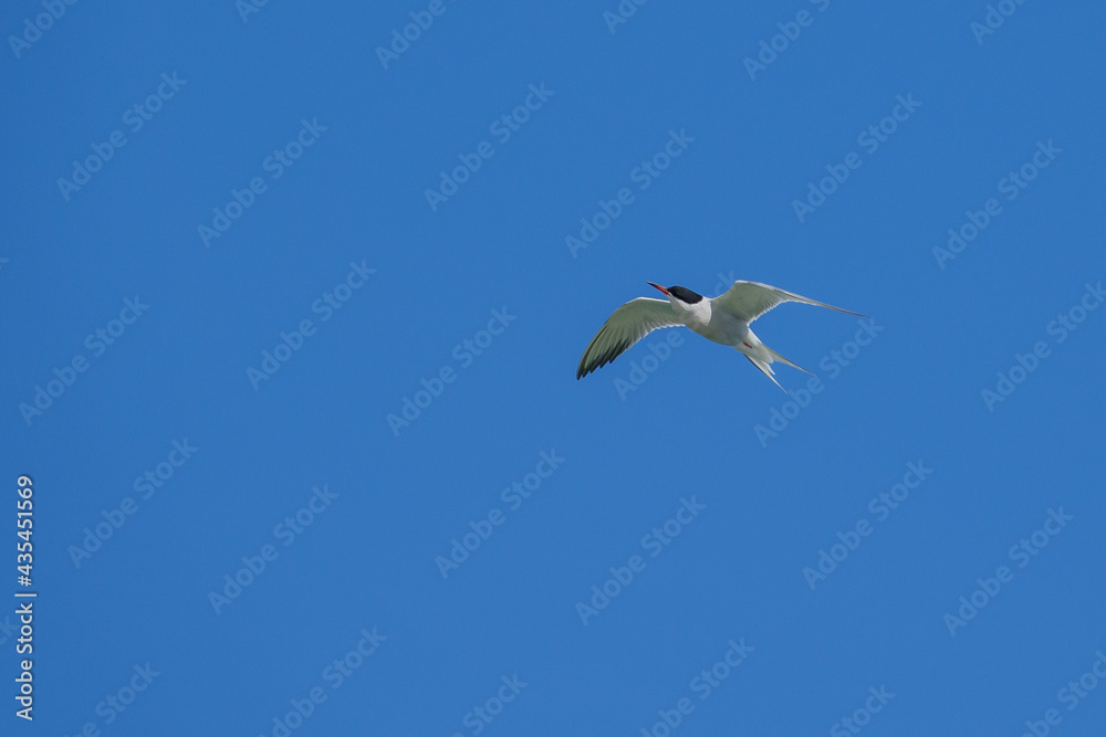 white tern flies close above the water in search of prey white tern flies close above the water in search of prey