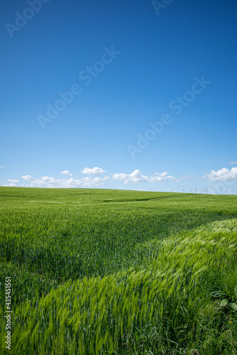 green corn field in may and the blue sky is almost cloudless © karegg