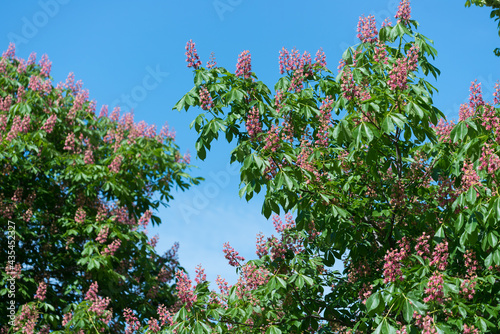 pink horse chestnut flowers against sky - Aesculus x carnea