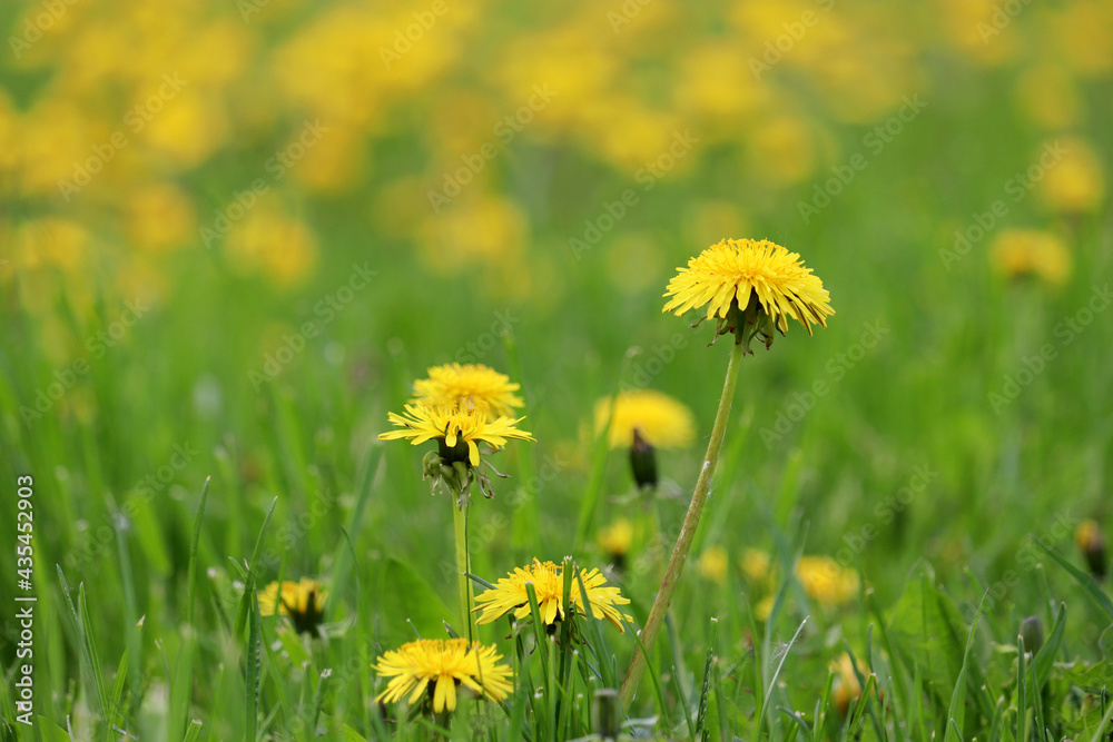 Blooming dandelion flowers in green grass. Spring meadow with yellow wildflowers Blooming dandelion flowers in green grass. Spring meadow with yellow wildflowers