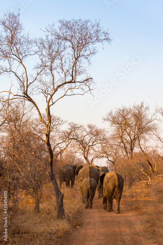 A herd of elephants walks closely together in the morning sun of the South African wilderness.