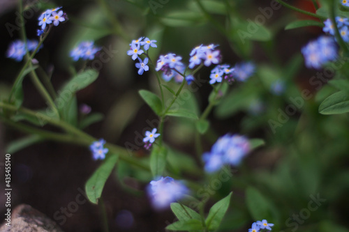blue wildflower. nature macro photography
