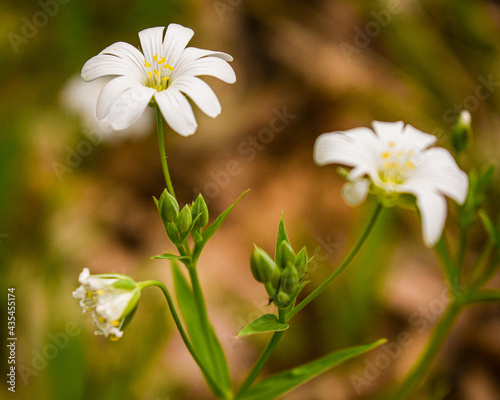 white daisy flower