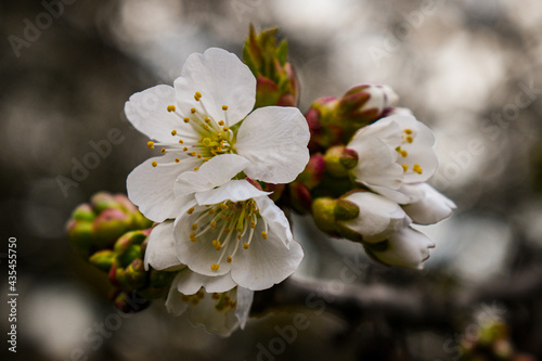 fruit tree buds 