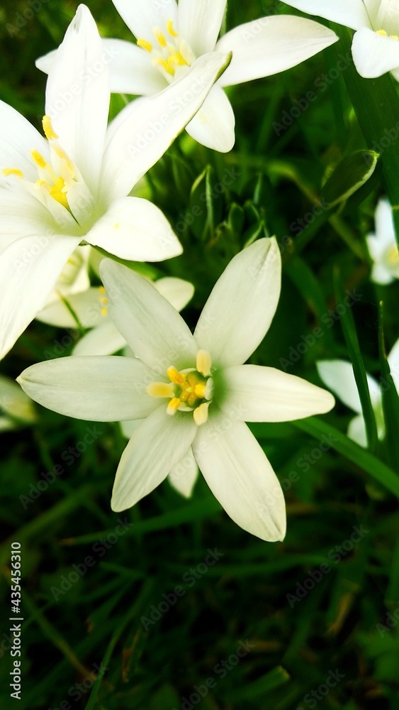 Fototapeta premium lily of the valley