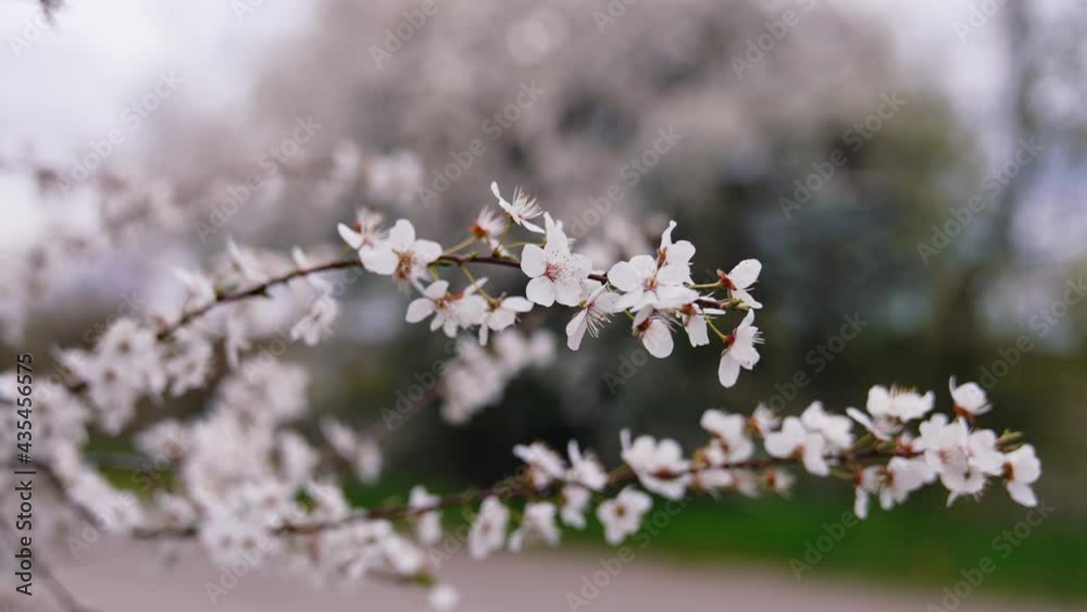 Branches of blooming tree. White flowers of tree, close up Branches of blooming tree. White flowers of tree, close up