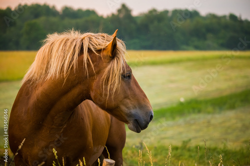 A beautiful  brown horses in the farm during the sunrise. Rural morning scenery of Northern Europe with farm animals.