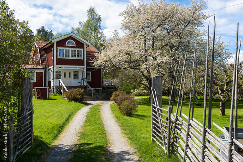 Old traditional red wooden house in Sweden. Two storey villa cottage. Traditional wooden Swedish fence around. Blooming apple tree. Countryside in spring day. View of beautiful European garden design.
