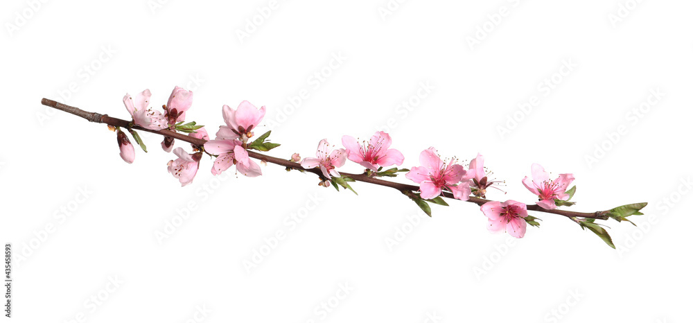 Beautiful sakura tree branch isolated on white Beautiful sakura tree branch isolated on white