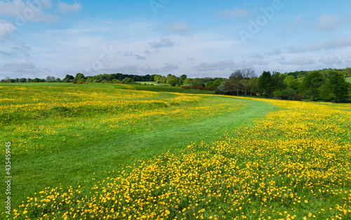 Green pasture with flowering wild flowers, trees, under bright blue sky in spring. Beverley, UK.