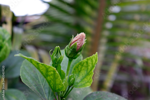 Bud of beautiful tropical red hibiscus in its environment