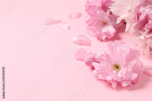 Beautiful sakura tree blossoms on pink background. Space for text