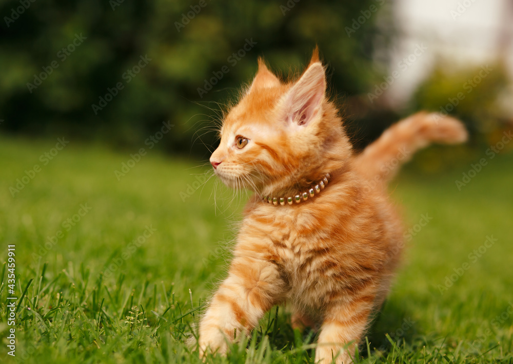 One beautiful ginger maine coon kittens walking on the glass and looking on summer sunny weather background. Fun