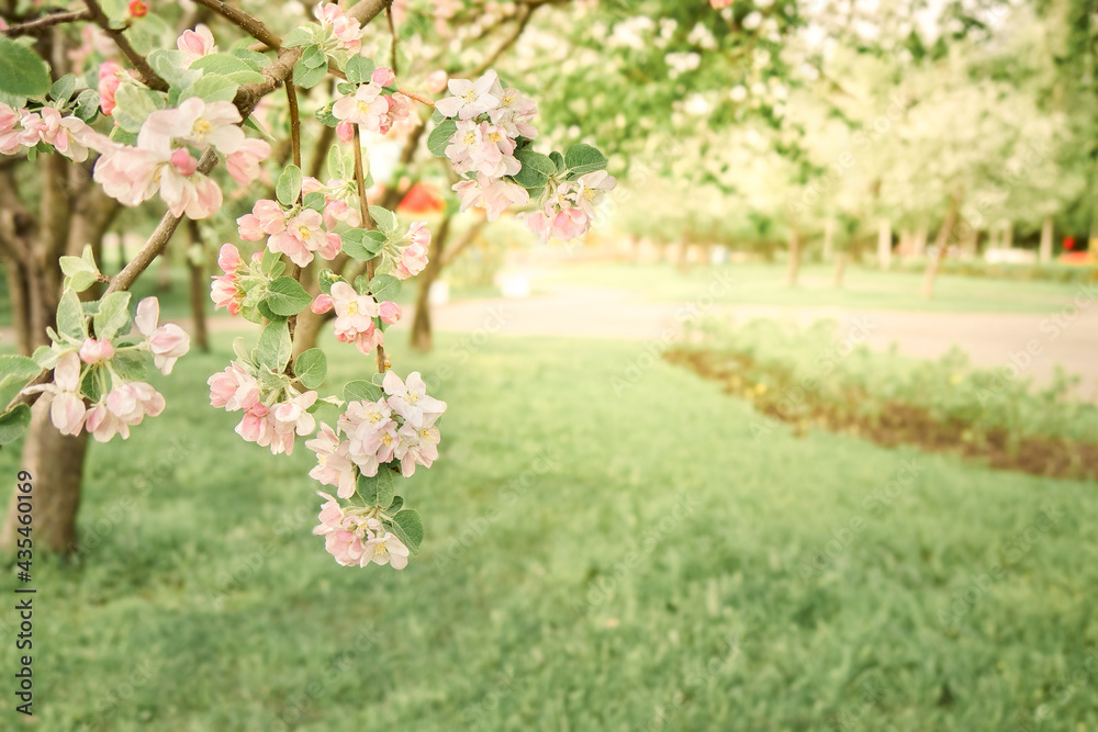 Branches of blossoming cherry on grown in organic garden in morning light outdoors. Beautiful flower sakura close-up, copy space Branches of blossoming cherry on grown in organic garden in morning light outdoors. Beautiful flower sakura close-up, copy space