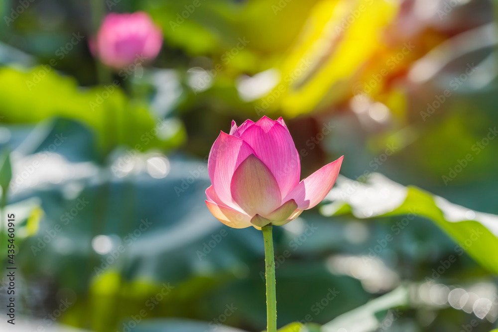Beauty pink lotus or water lily is in closeup in lotus pond