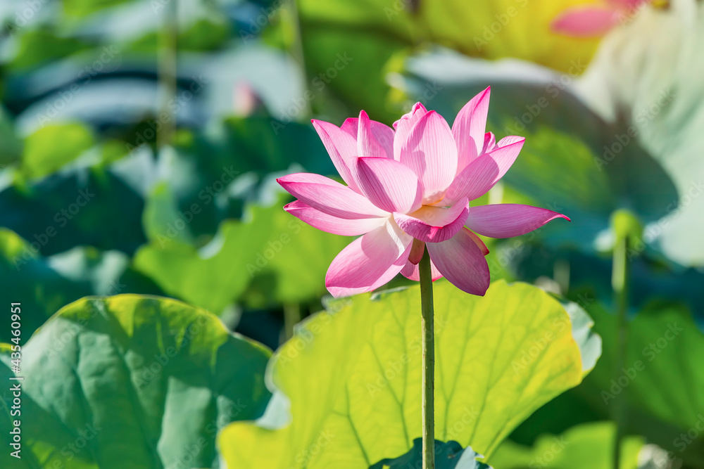 Beauty pink lotus or water lily is in closeup in lotus pond Beauty pink lotus or water lily is in closeup in lotus pond