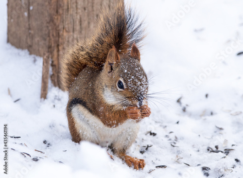 Cute red squirrel (Tamiasciurus hudsonicus) eating sunflower seeds in the snow