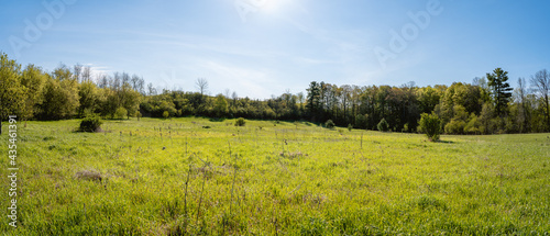 A panorama of a beautiful, grass pasture in late spring