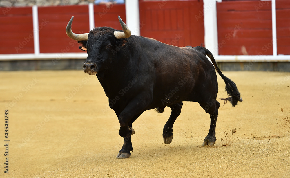 un toro español con grandes cuernos en una plaza de toros durante un espectaculo taurino un toro español con grandes cuernos en una plaza de toros durante un espectaculo taurino