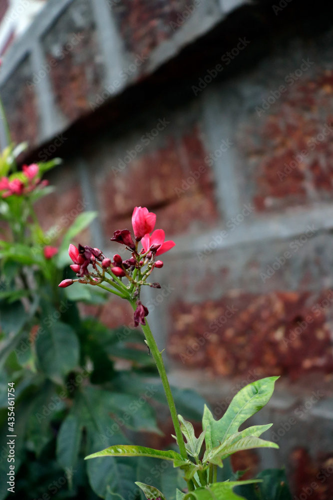 indian red tropical milkweed tree,Milkweeds As Honey Plants Bee Culture