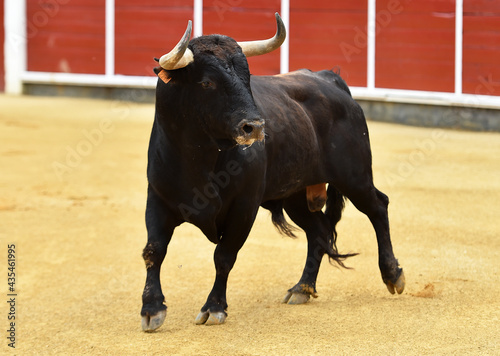 un toro español con grandes cuernos en una plaza de toros durante un espectaculo taurino