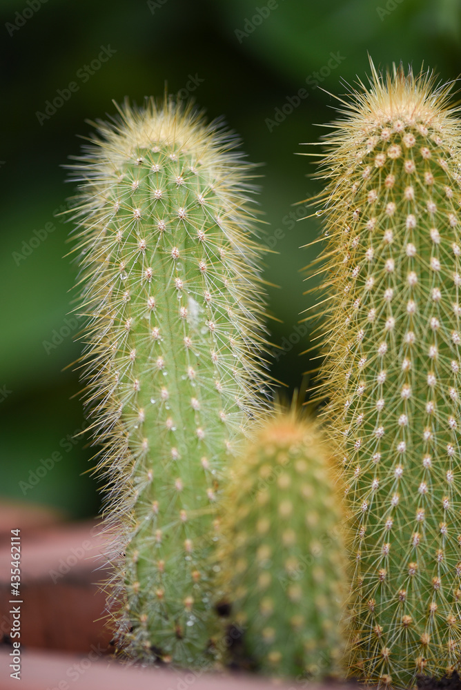 thorny cactus in a pot thorny cactus in a pot