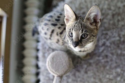 Canvas Print F1 Savannah cat with beautiful markings
